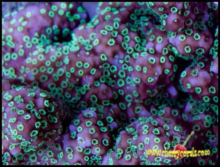 NewCoral_8copy.jpg