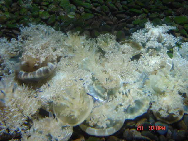 DSC01474.jpg