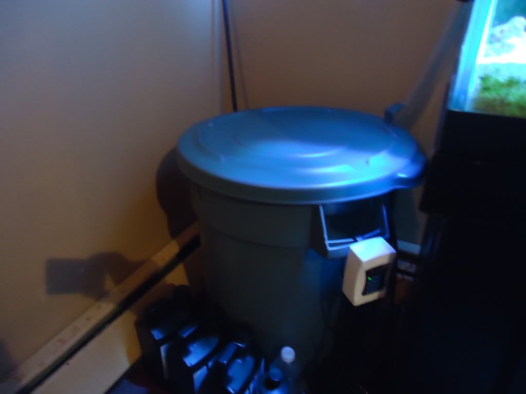 Newfishtankpics056.jpg