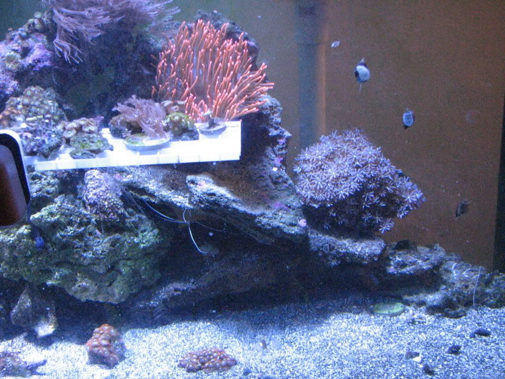 IMG_1517.jpg