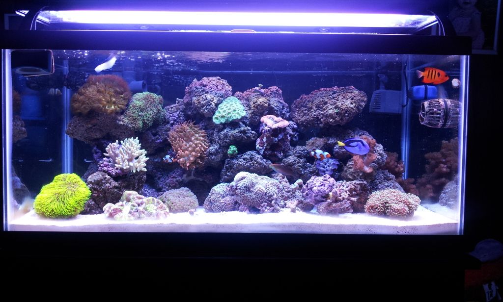 40GallonReefJanuary192012.jpg
