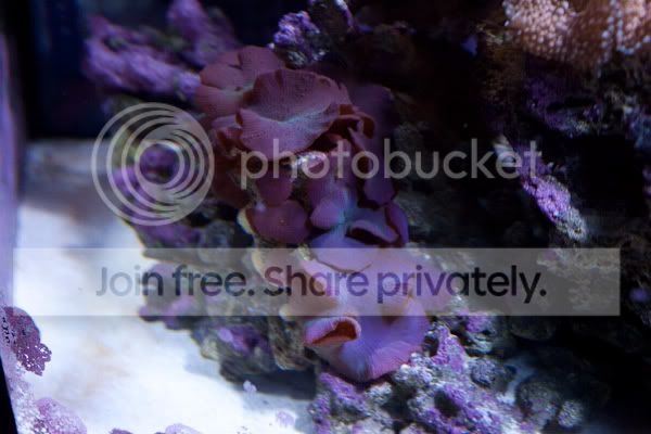 fishforsale-7.jpg