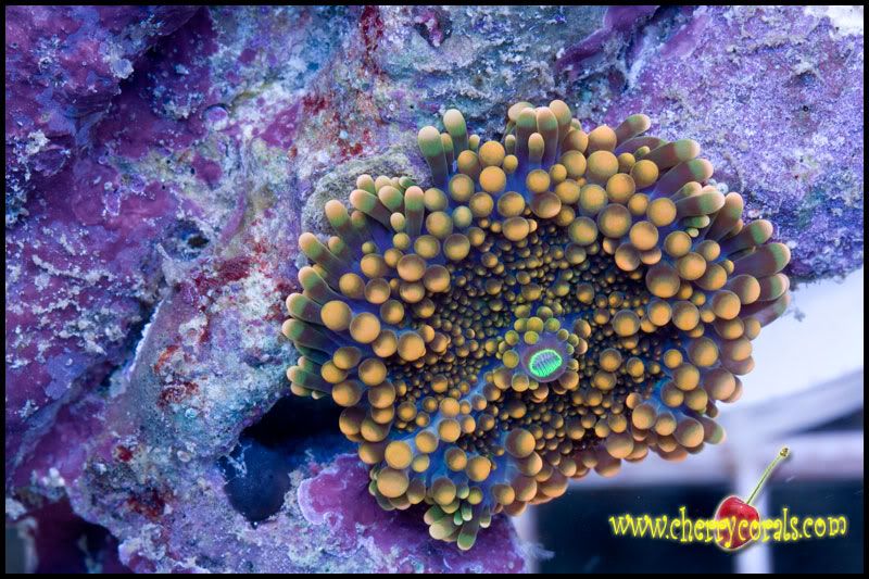 NewCorals_22-2.jpg