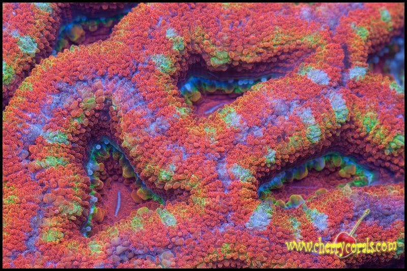 NewCorals_25-3.jpg