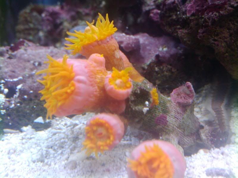 20090610205744.jpg