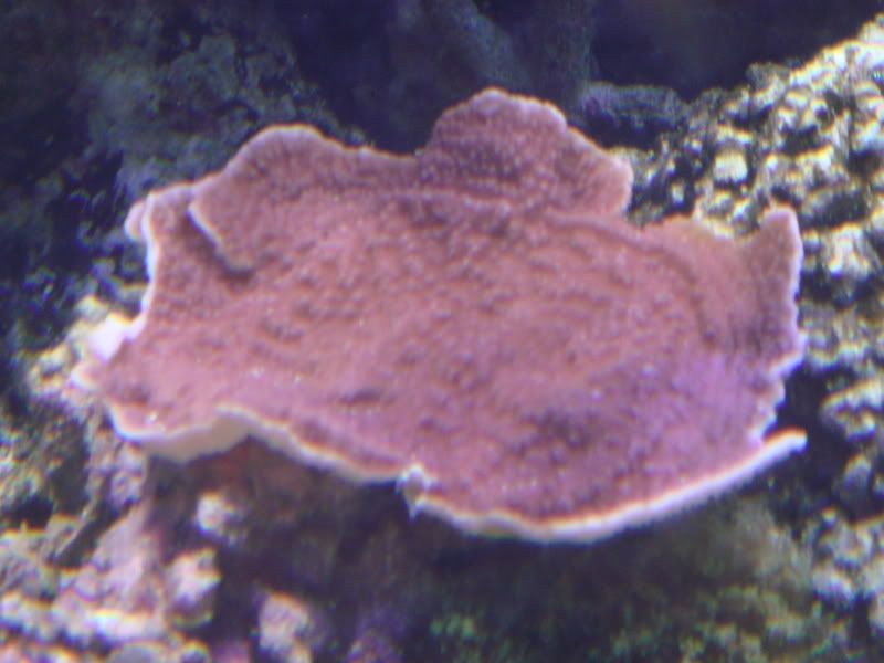 DSC01238.jpg