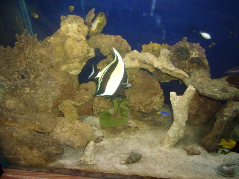 jayfish139.jpg