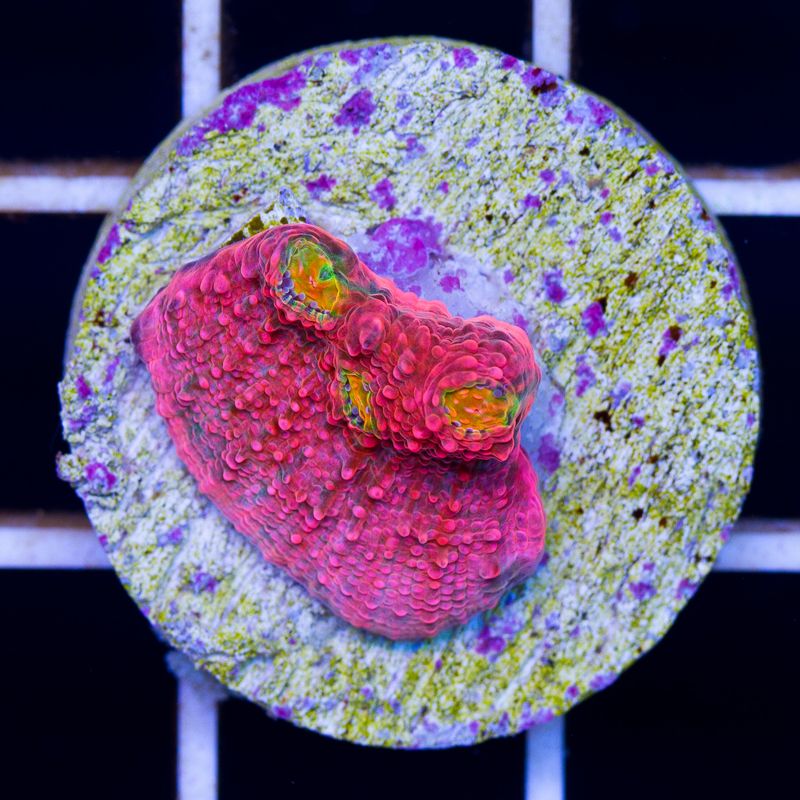 newcoral027b.jpg
