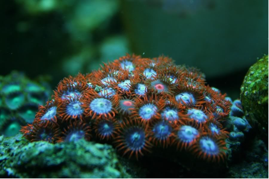 Zoas2.jpg