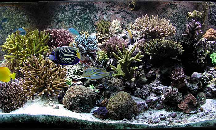 midtank_1-13-06.jpg