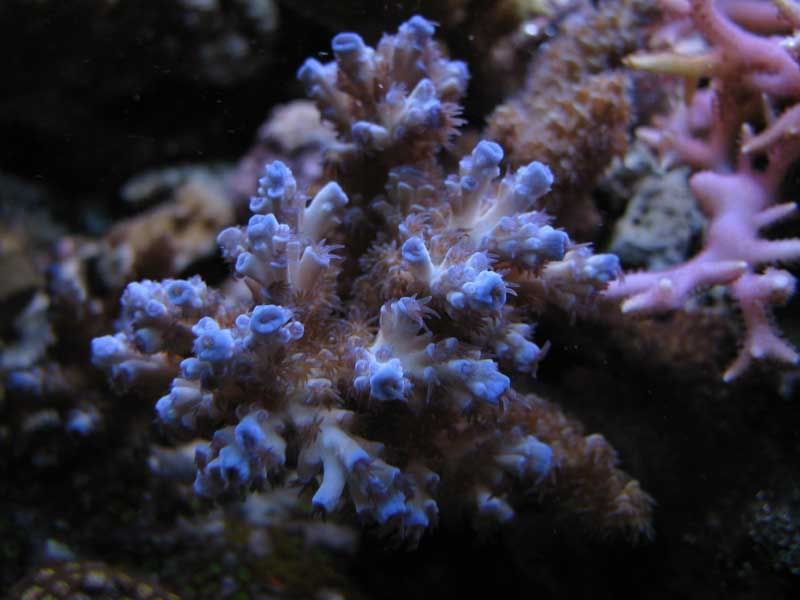 blue.jpg