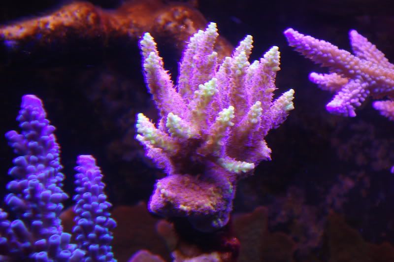 DSC04031.jpg