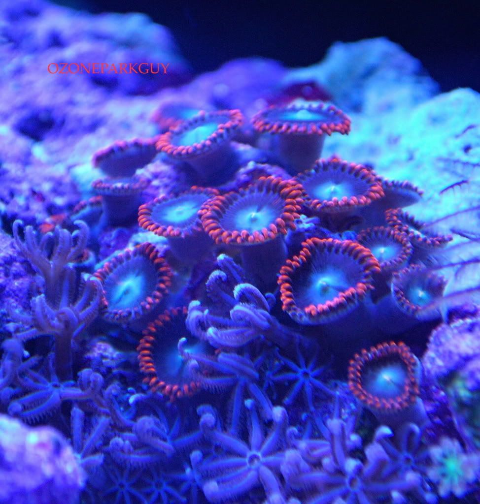 BloodRain.jpg