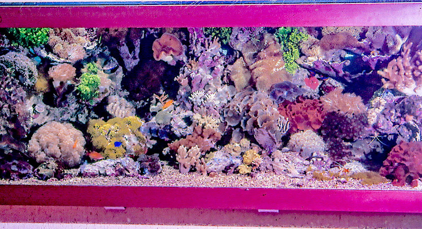 reefbuilders.com