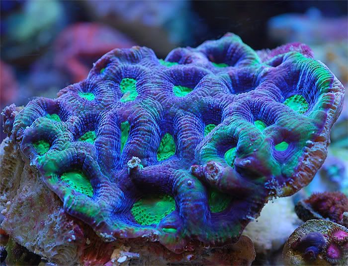 lps10cm5.jpg