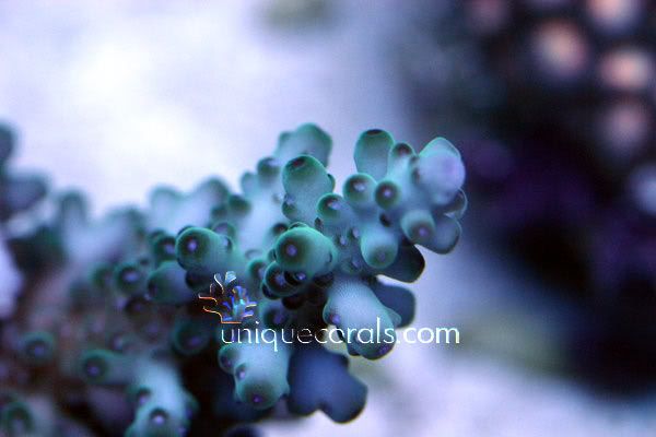 a_acro_macro1.jpg