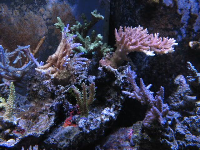tanksep08007.jpg