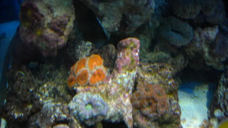 DSCN0919.jpg