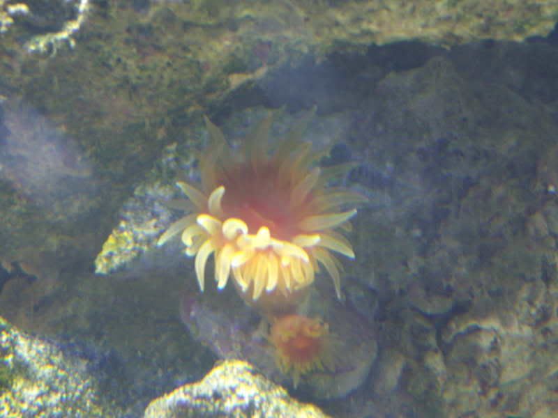 jayfish015.jpg
