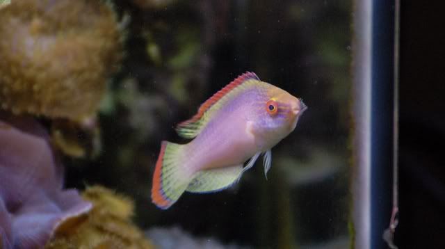 65g_rubrimarginatus005.jpg