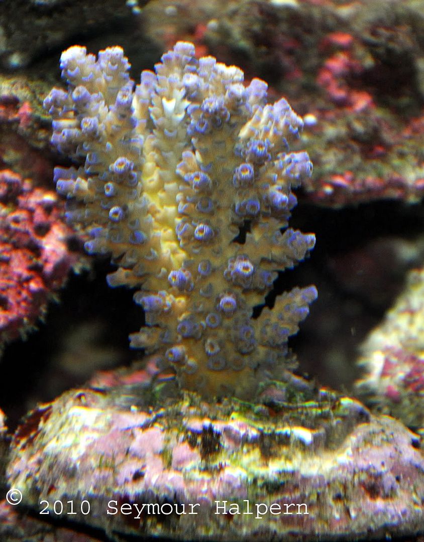 Coral1.jpg