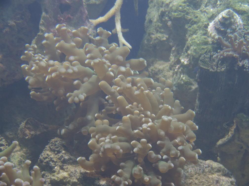 jayfish026-1.jpg
