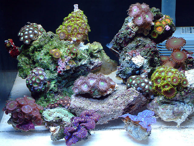 pico_0703.jpg