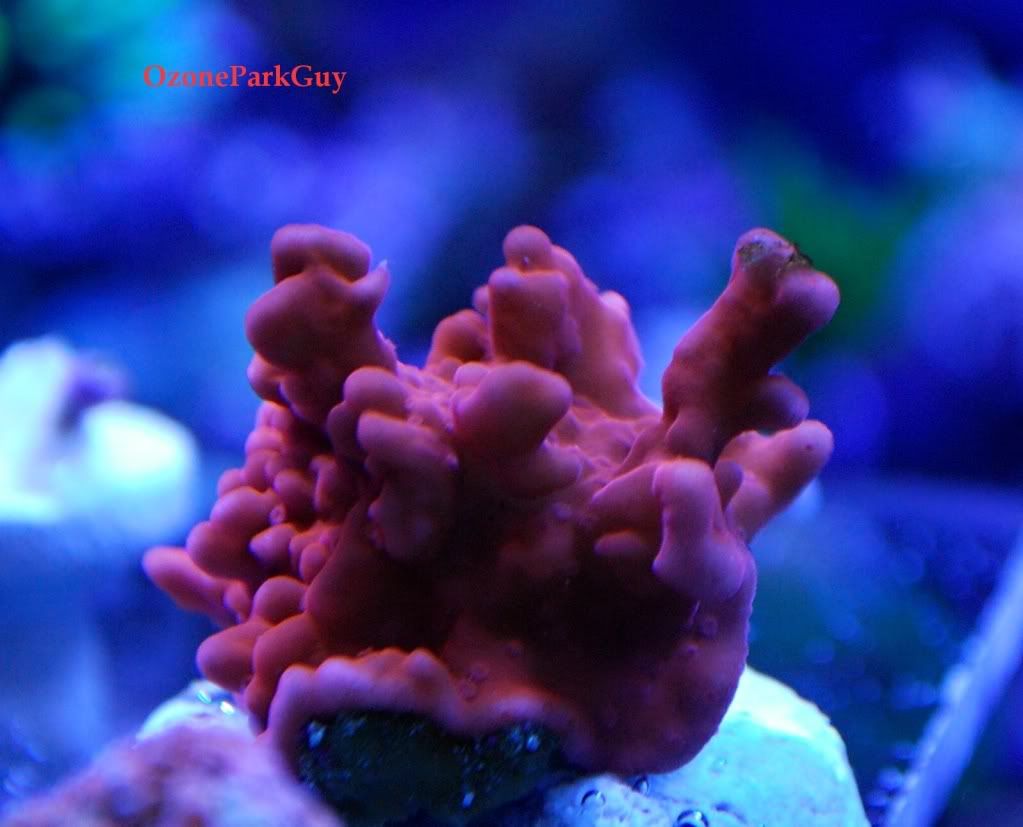 TyreeMontiporaSetosa.jpg