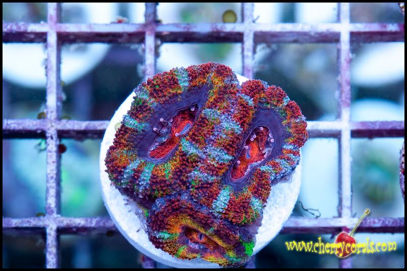 NewCorals100_18-1.jpg