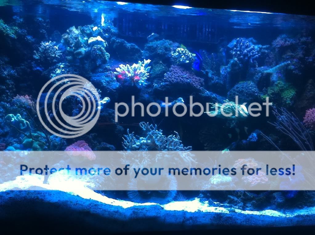 fishtank2.jpg