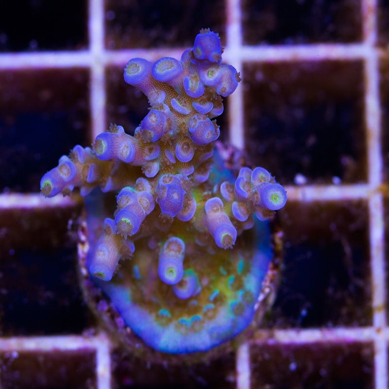 newcoral1565b.jpg