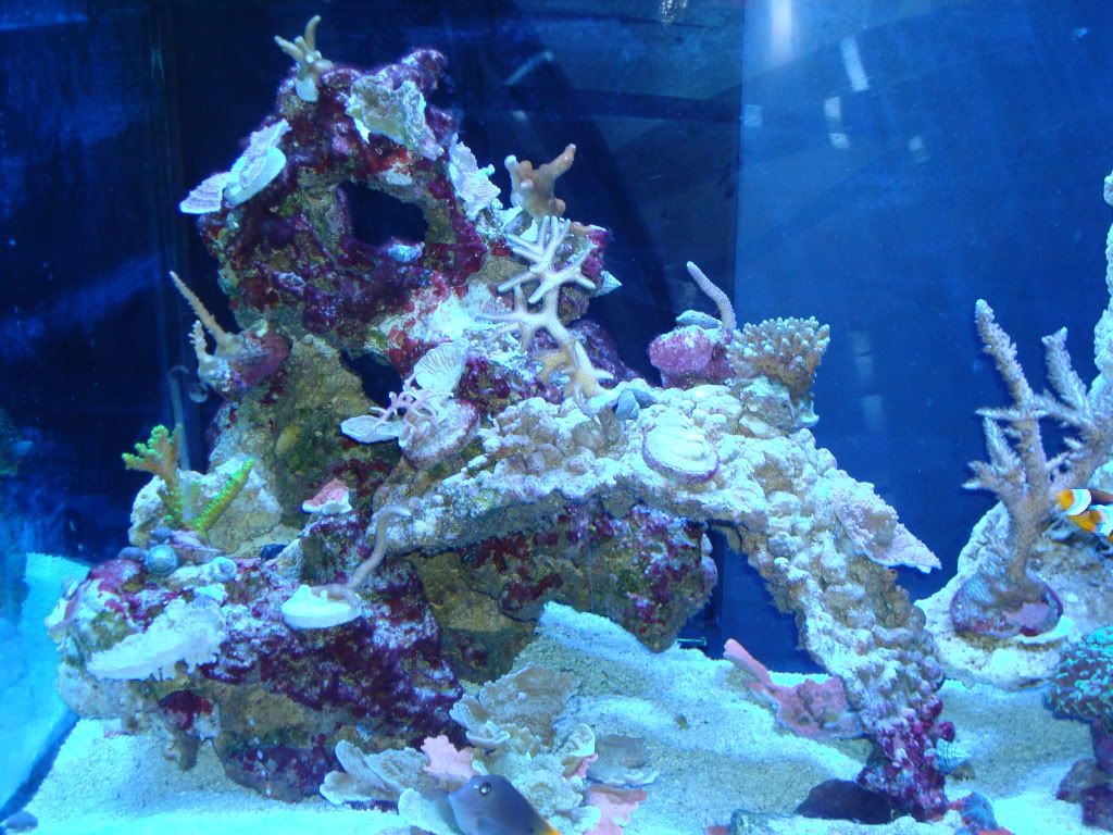 Tank2009june001.jpg