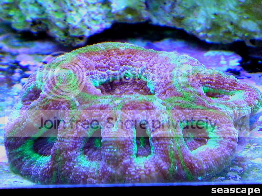 corals3027-1.jpg