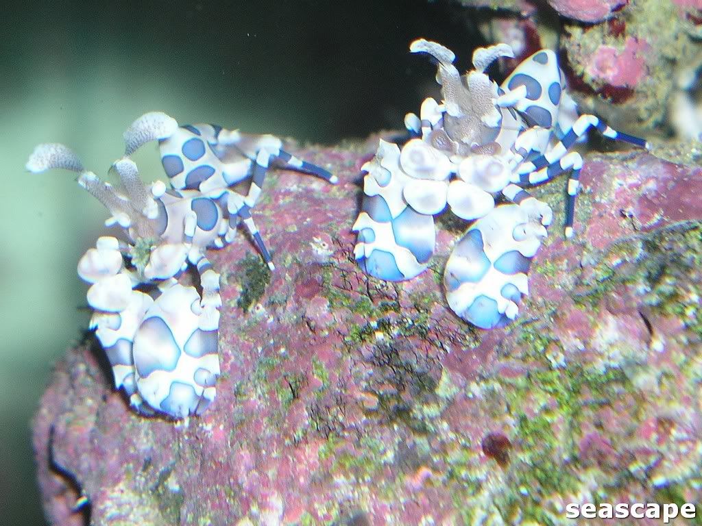 harlequinshrimp006.jpg