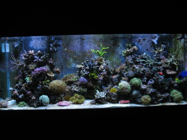 tank020940.jpg