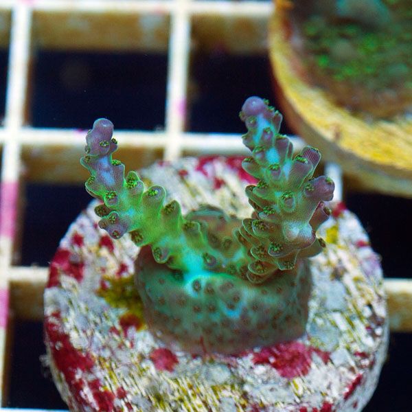 polyp741.jpg~original