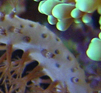 39105morepolypsgorg.gif