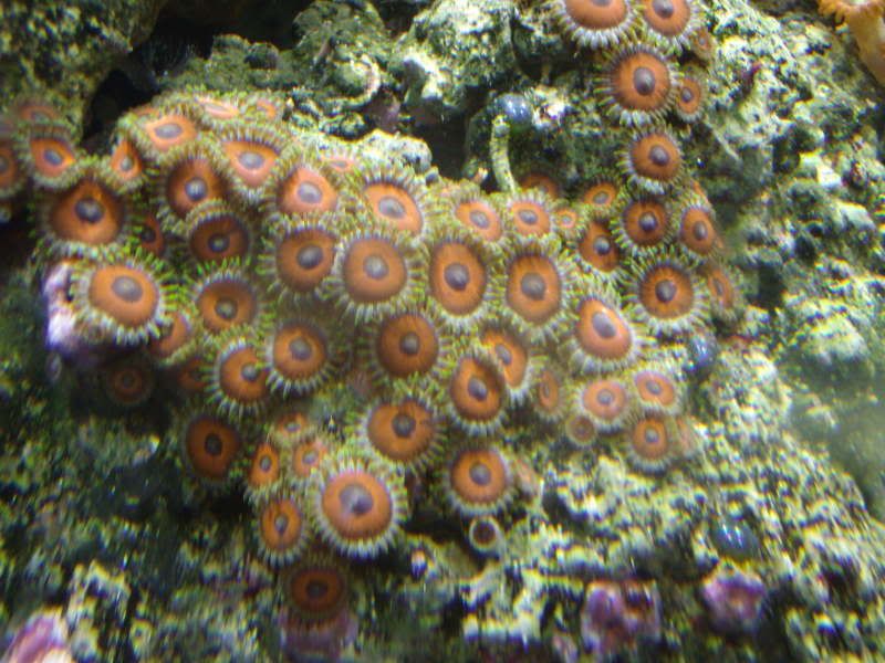 jayfish014.jpg