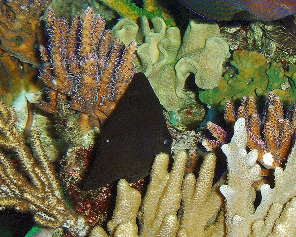 blacktang2.jpg