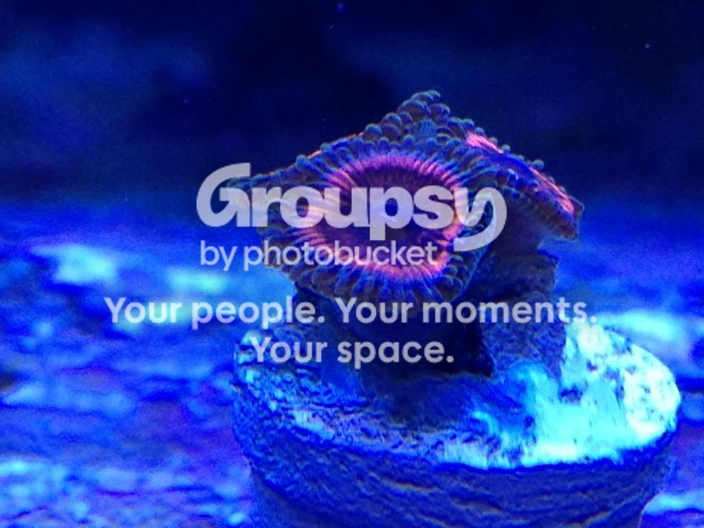 IMG_1244_zps6d9fd6b5.jpg