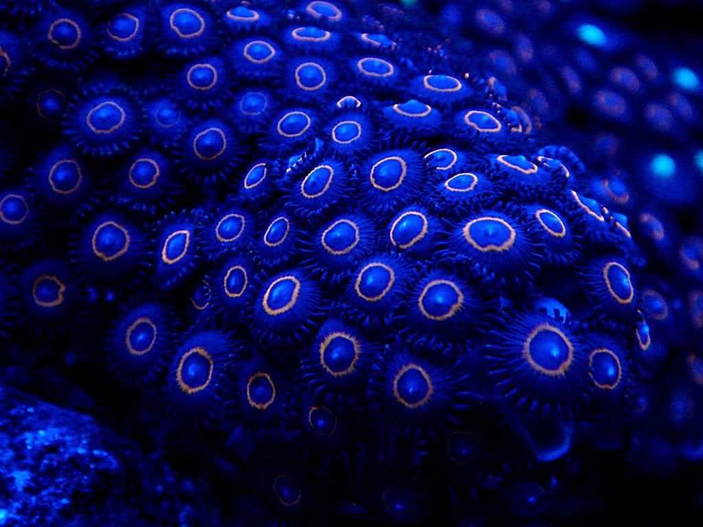 orangeringbluezoas.jpg