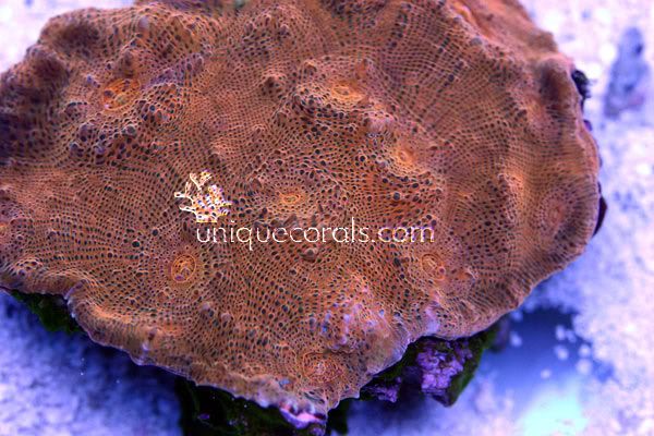 goldenagechalice3_macro-1.jpg