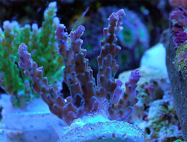sps7kh9.jpg