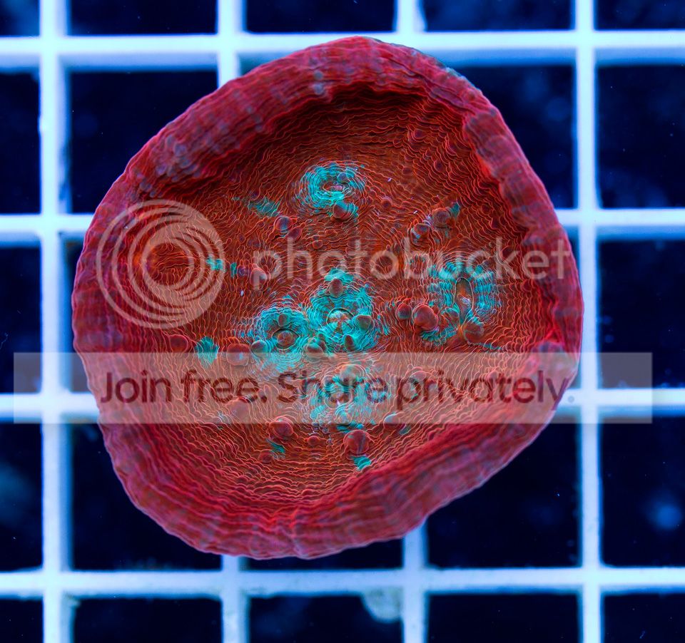 ANewCoral-11.jpg
