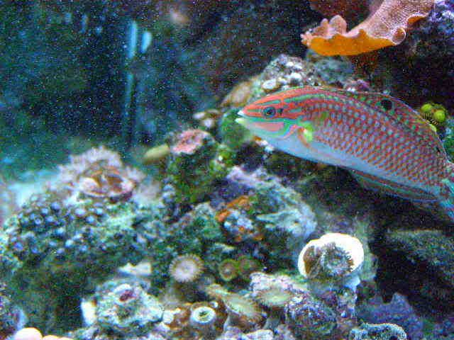 fishnov6pt2117.jpg