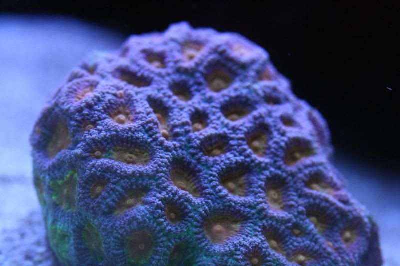 japaniesfavia0005.jpg
