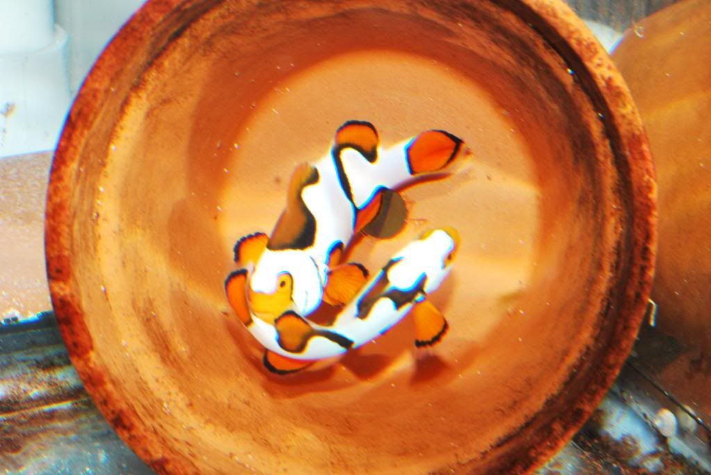 Johnny_Clownfish021_zps000dec5d.jpg