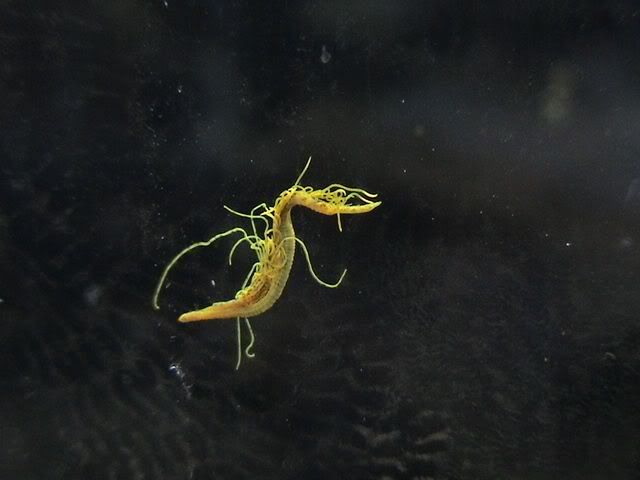 wormbest.jpg