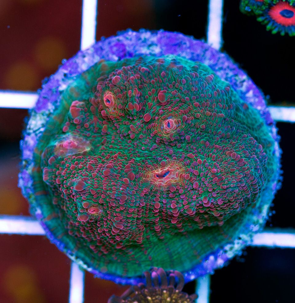 anewcoral_53.jpg