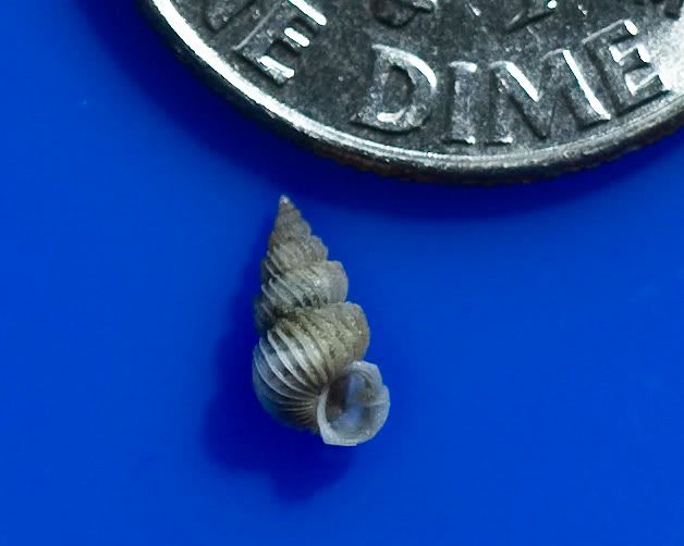 zoaeatingsnail2.jpg